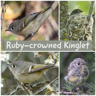 Ruby-crowned Kinglet